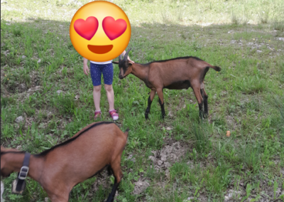 Gebirgsziegenböcke, Scheffau (06/2026)