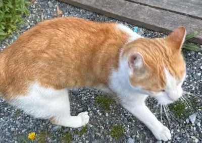 Simba, Schwaz  (06/2026)
