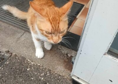Sichtung Kater, Schwaz  (06/2026)