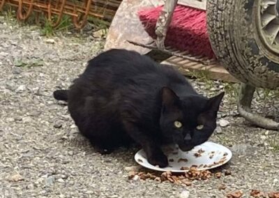 Sichtung Katze, Schwaz (06/2026)