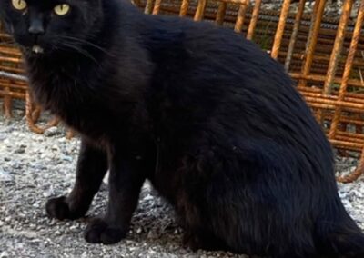 Sichtung Katze, Schwaz (06/2026)
