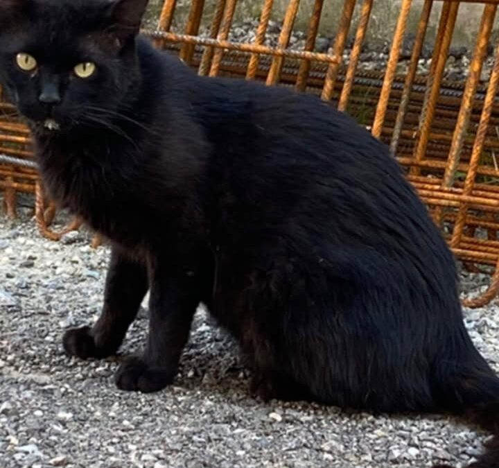 Sichtung Katze, Schwaz (06/2026)