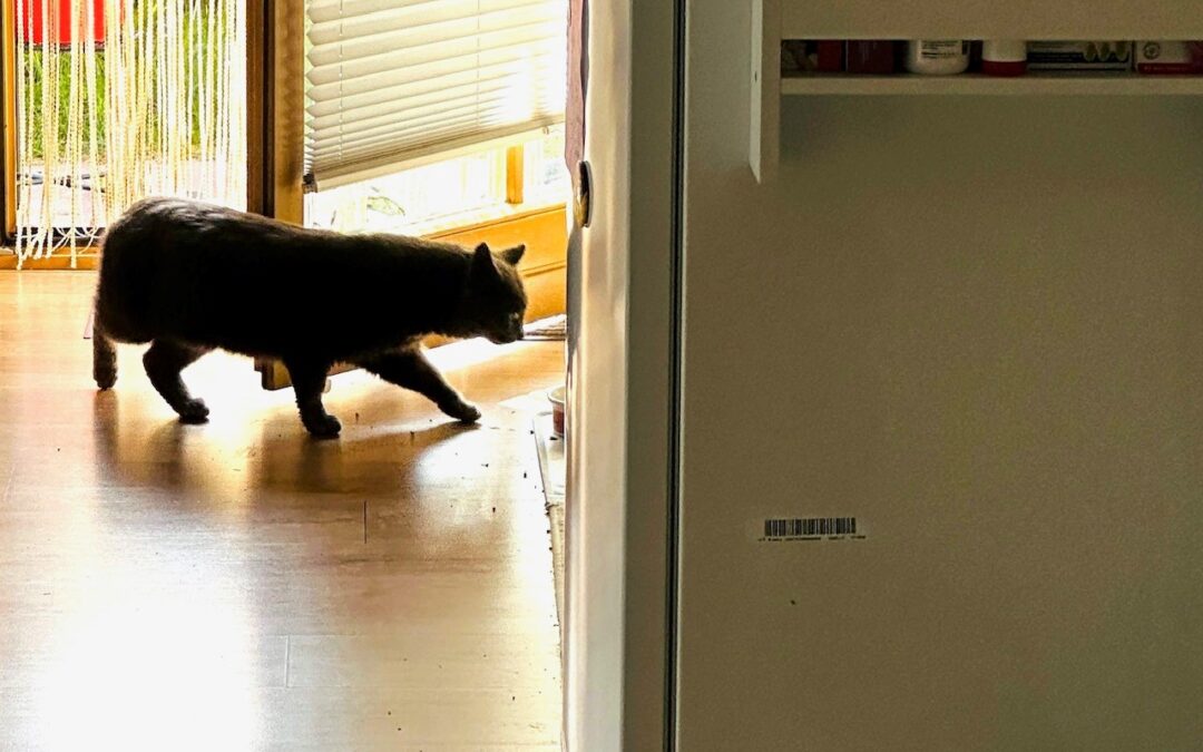 Sichtkatze, Achenkirch (06/2026)