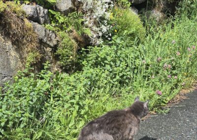 Sichtung Katze, Oberndorf  (06/2026)