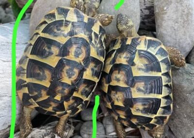 Schildkröte, Telfs  (06/2026)