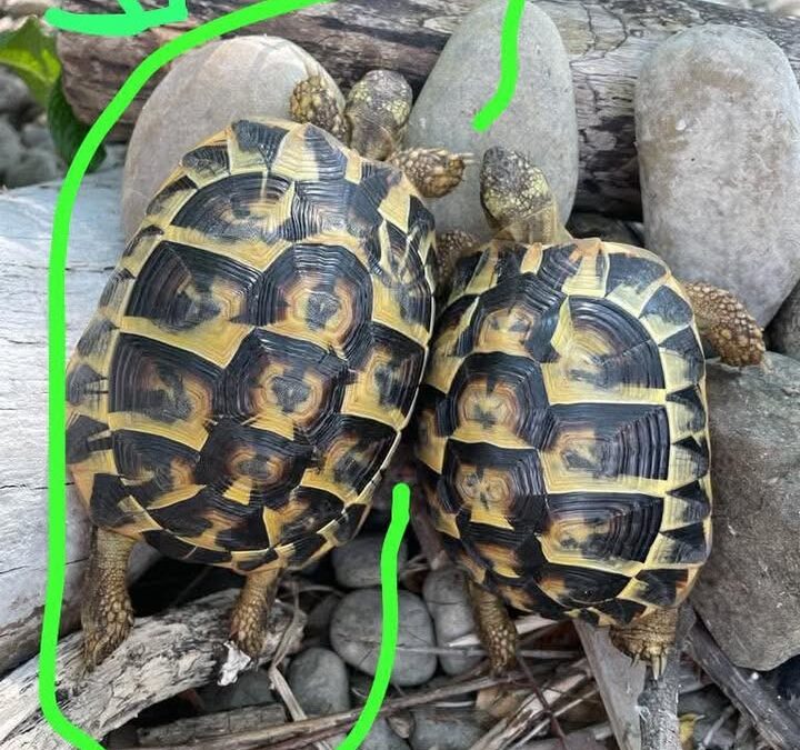 Schildkröte, Telfs  (06/2026)