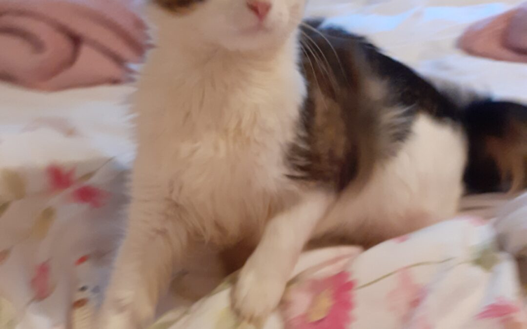 Fundtier Katze, Trins  (06/2026)
