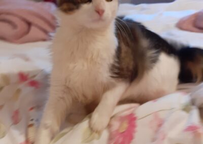 Fundtier Katze, Trins  (06/2026)