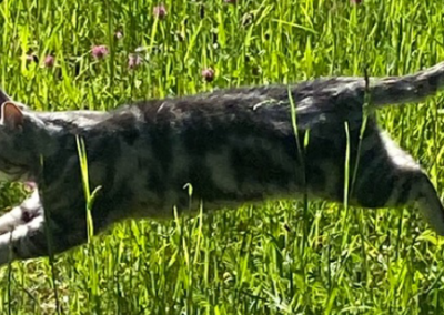Roxy, Vils (06/26)
