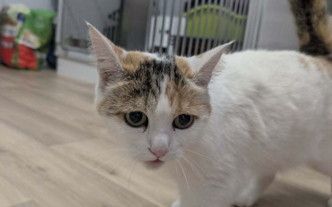 Fundtier Katze, Völs  (06/2026)