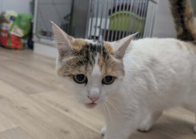Fundtier Katze, Völs  (06/2026)