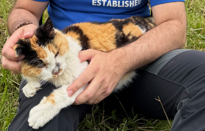 Fundtier Katze, Westendorf  (06/2026)