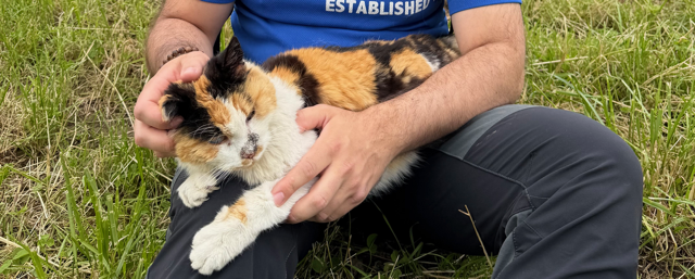 Fundtier Katze, Westendorf  (06/2026)