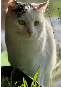 Idefix, Westendorf  (06/2026)