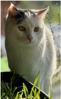 Idefix, Westendorf  (06/2026)