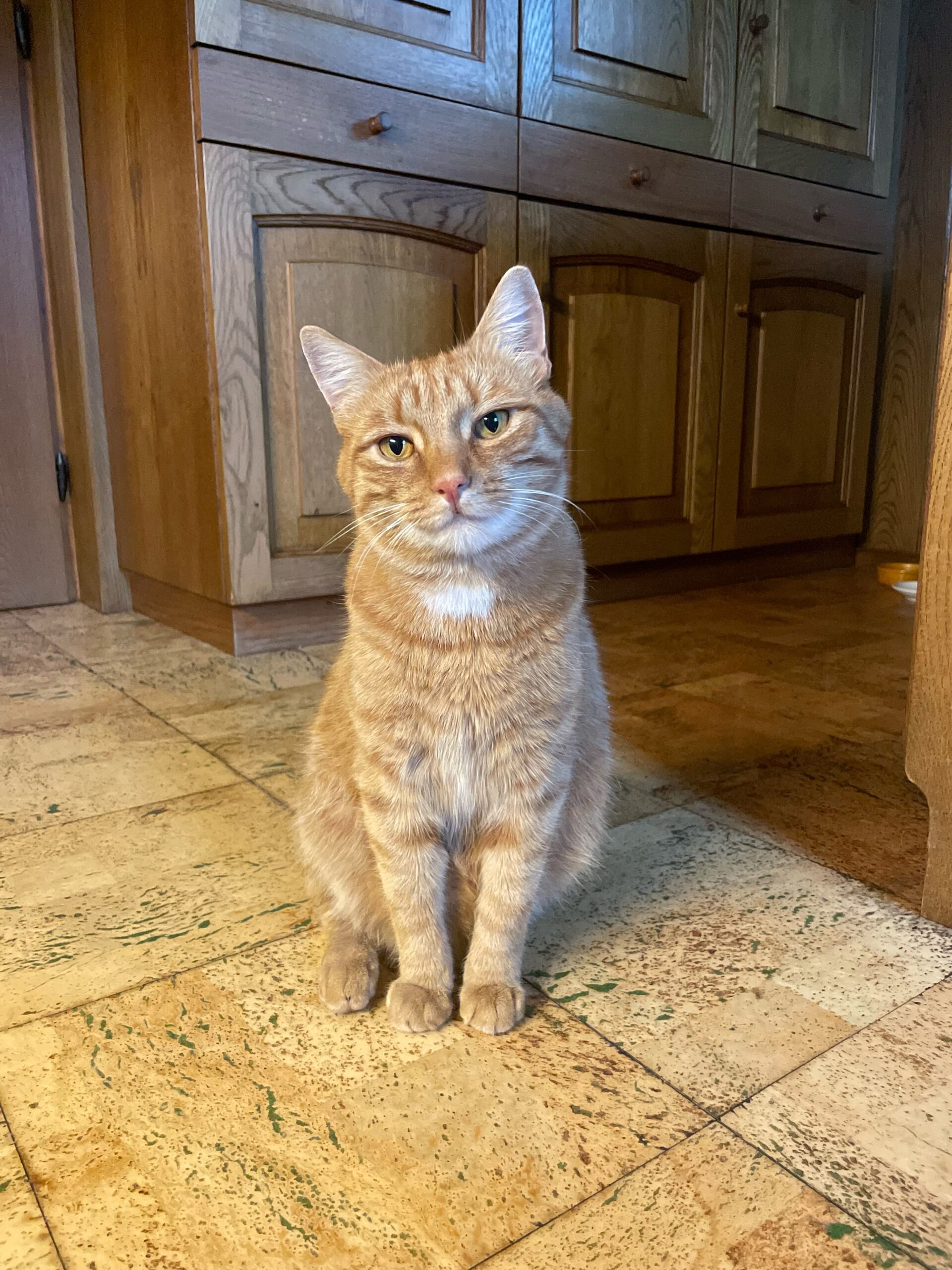 Westendorf_Kater_Tobi