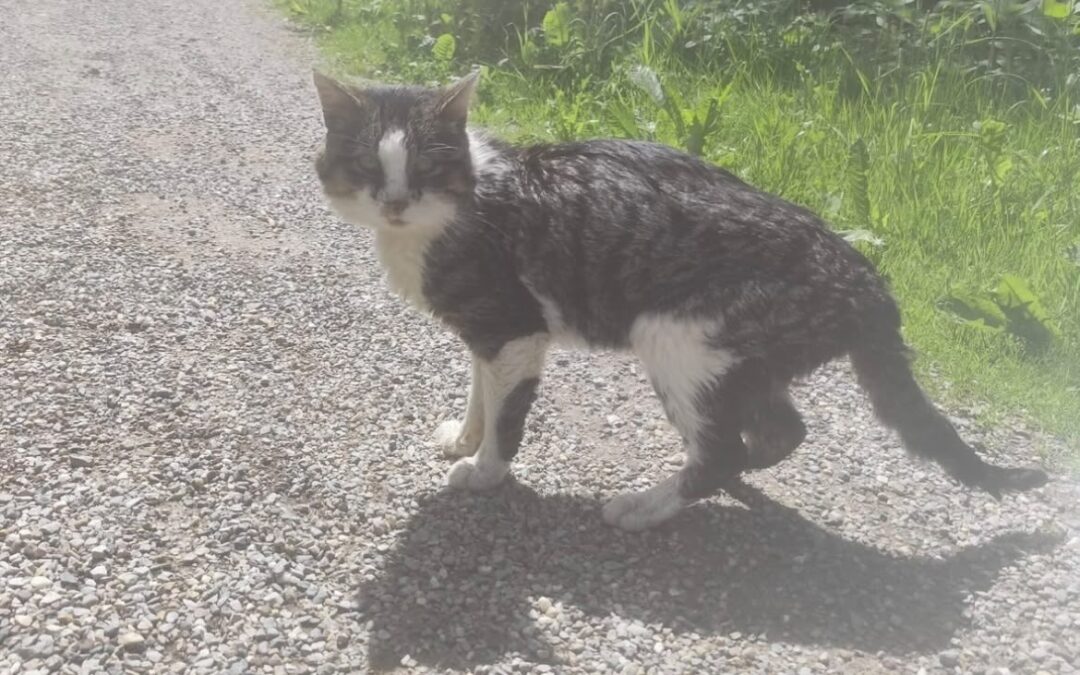 Fundtier Kater, Wildschönau  (06/2026)