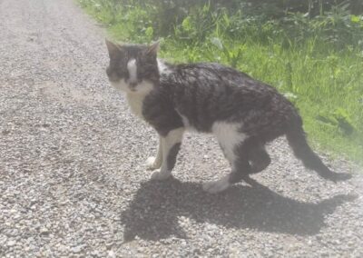 Fundtier Kater, Wildschönau  (06/2026)