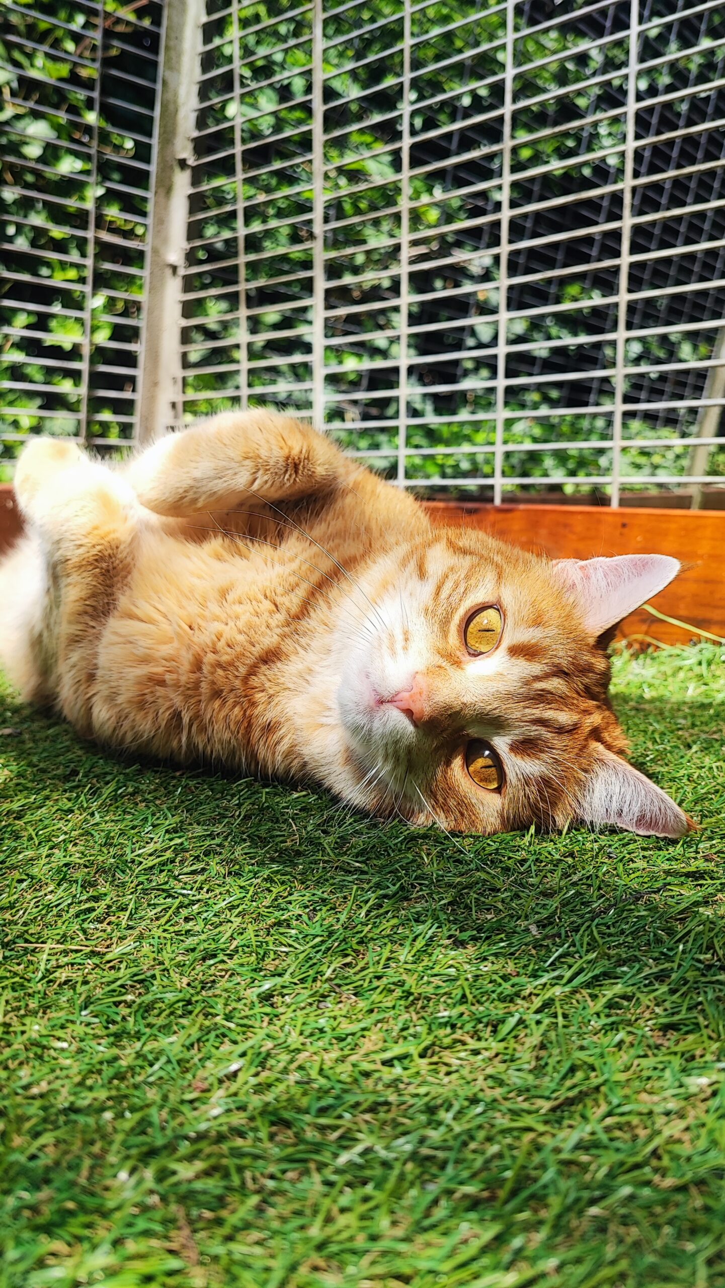 leo