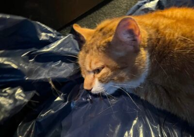 Fundkatze, St. Gertraudi (07/2026)
