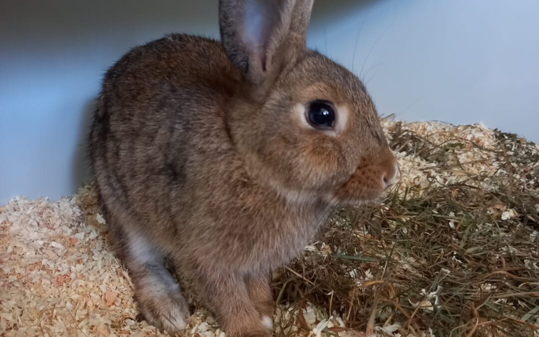 Fundtier Kaninchen, Absam (07/2026)