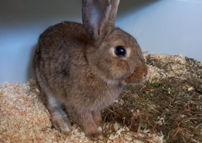 Fundtier Kaninchen, Absam (07/2026)