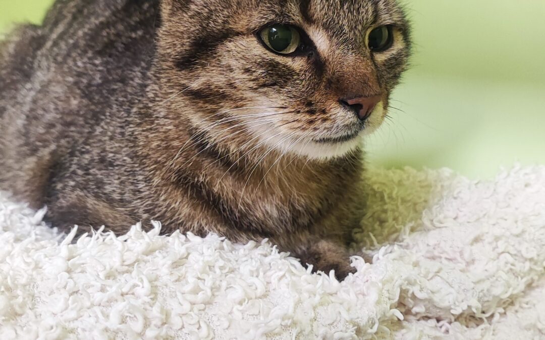 Fundtier Kater, Ampass  (07/2026)