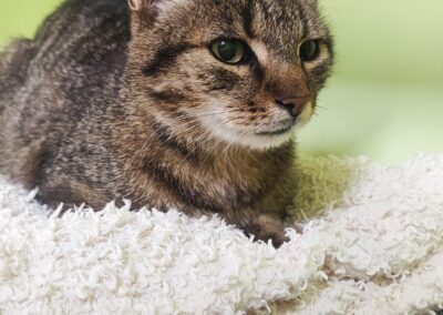 Fundtier Kater, Ampass  (07/2026)