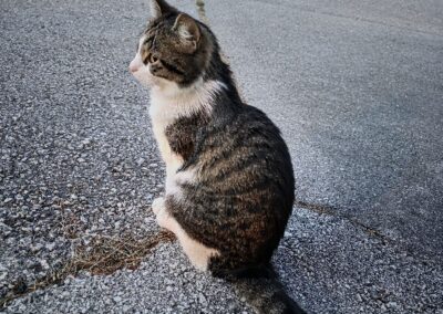 Fundtier Kater, Bad Häring (07/2026)