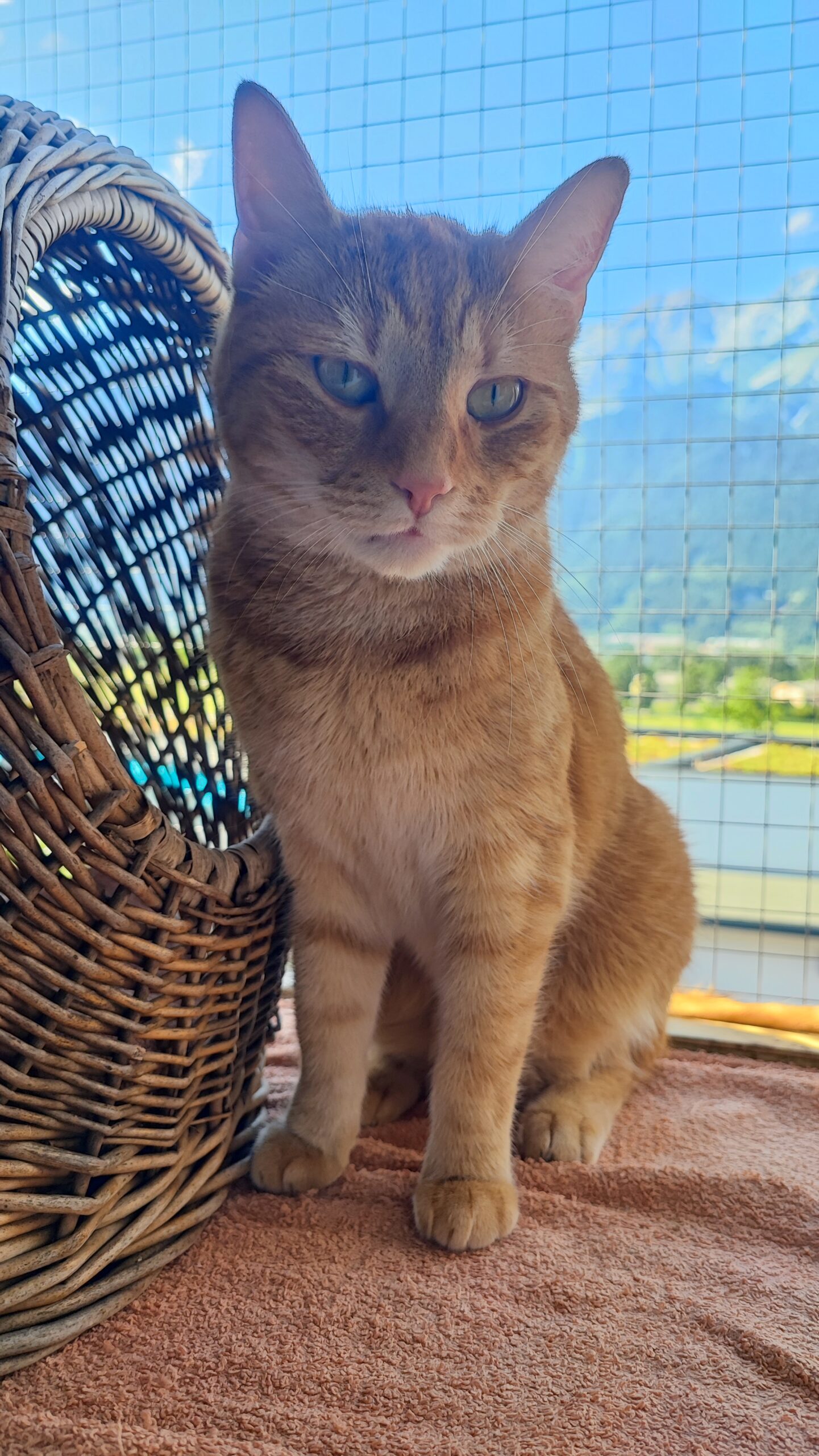 Banjo