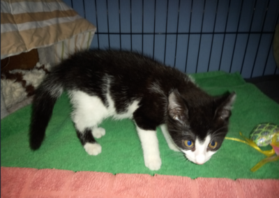 Fundtier Kater, Breitenbach  (07/2026)
