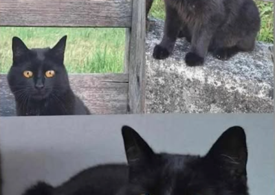 Katze, Bruck am Ziller (07/2026)
