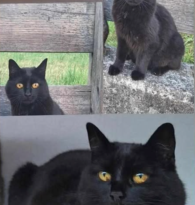Katze, Bruck am Ziller (07/2026)
