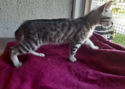 Fundtier Kater, Ebbs  (07/2026)