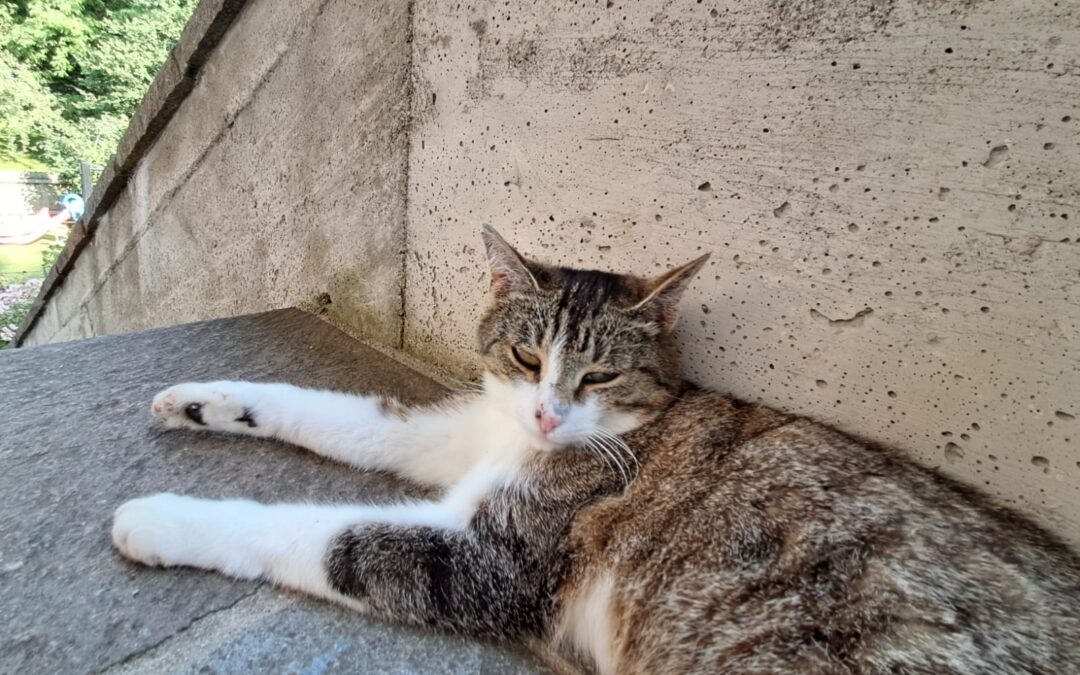 Bubi, Ebbs  (07/2026)