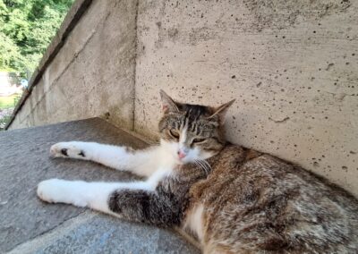 Bubi, Ebbs  (07/2026)