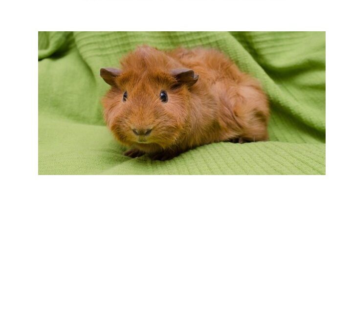 Flauschi, Innsbruck (07/2026)