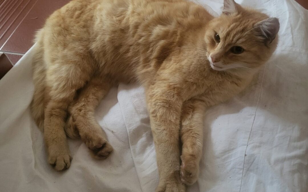 Fundtier Katze, Fritzens (07/2026)
