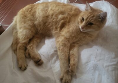 Fundtier Katze, Fritzens (07/2026)