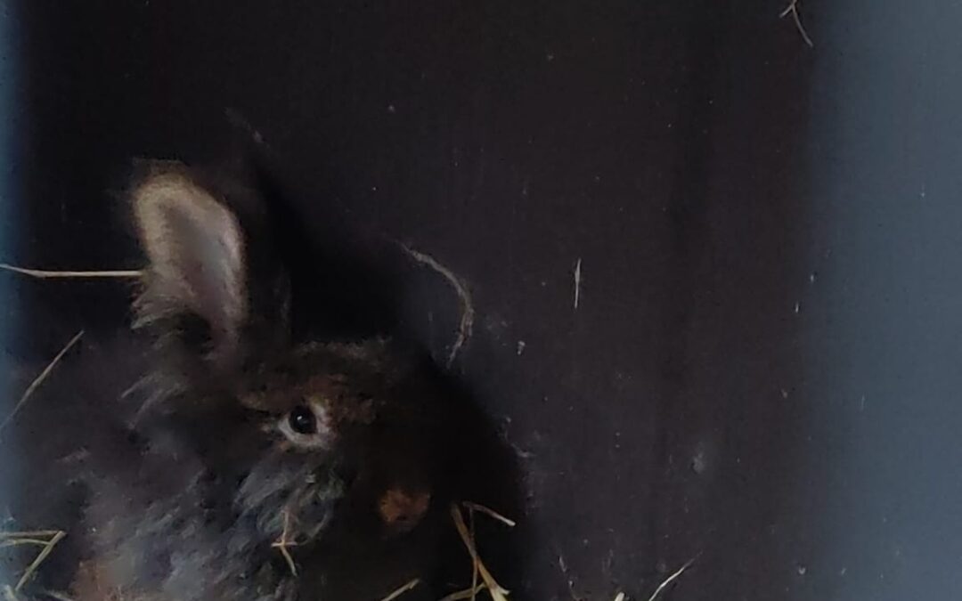 Zugelaufenes Kaninchen, Wörgl (07/2026)