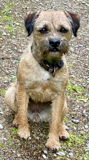 Gnadenwald_Hund_Lizzy