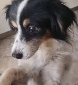 Mila, Gossensaß (07/2026)