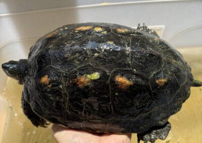 Fundtier Schildkröte, Hall in Tirol (07/2026)