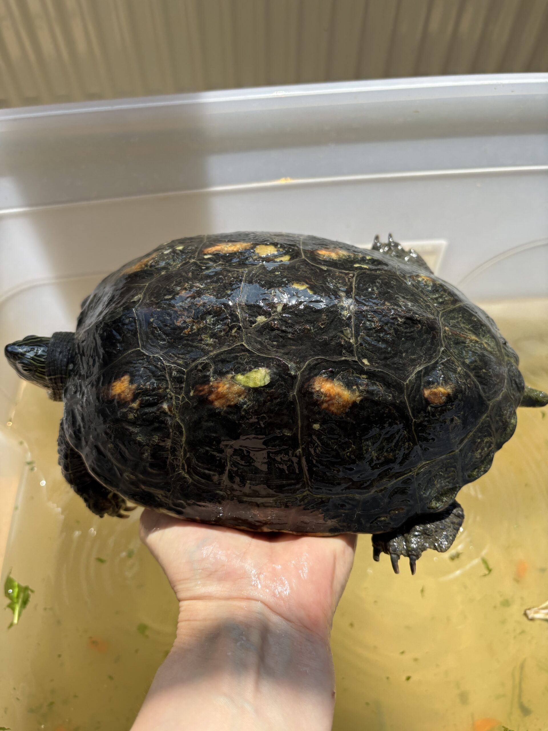 Hall_Fundschildkröte_Biberbau