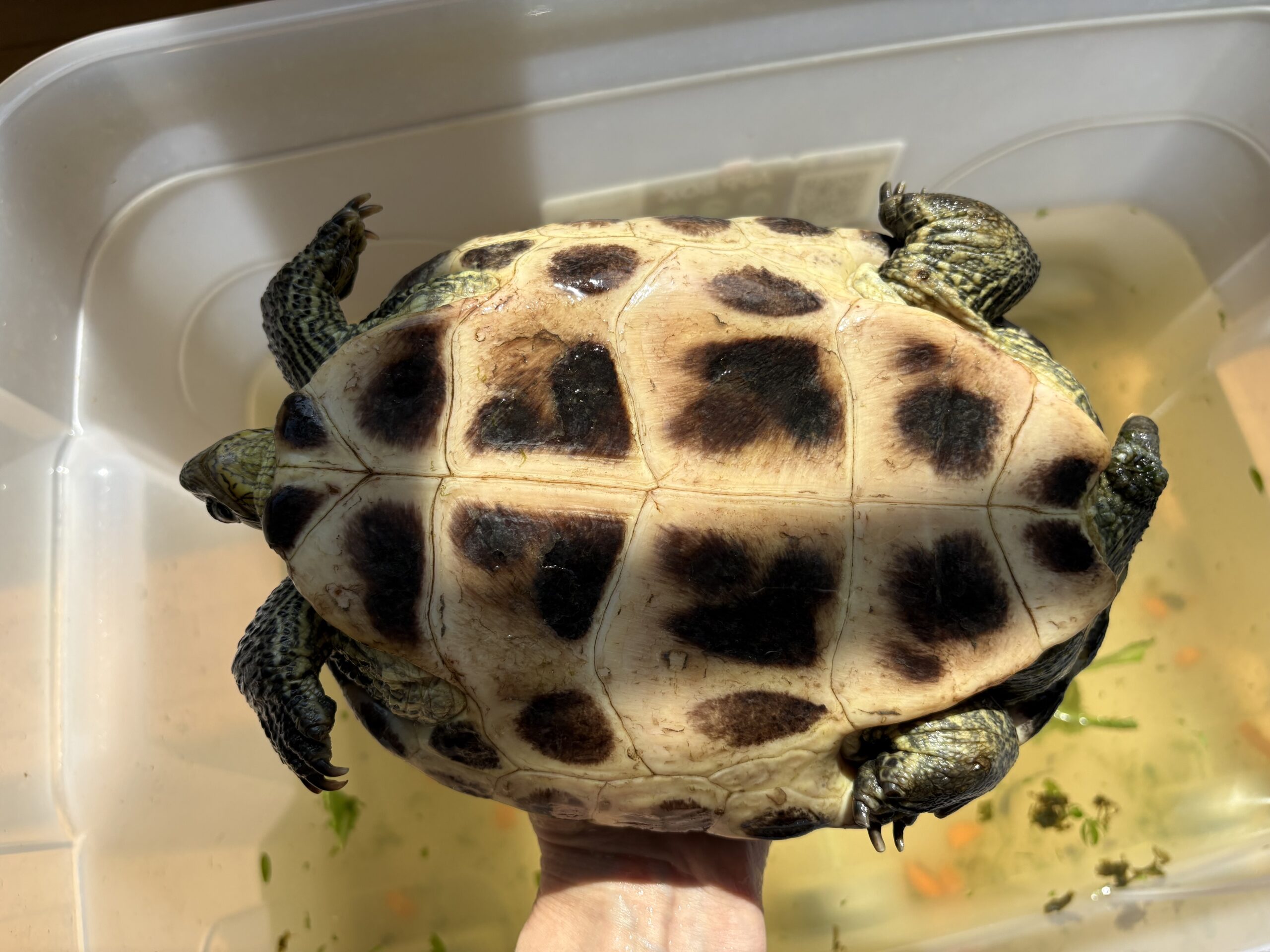 Hall_Fundschildkröte_Biberbau2