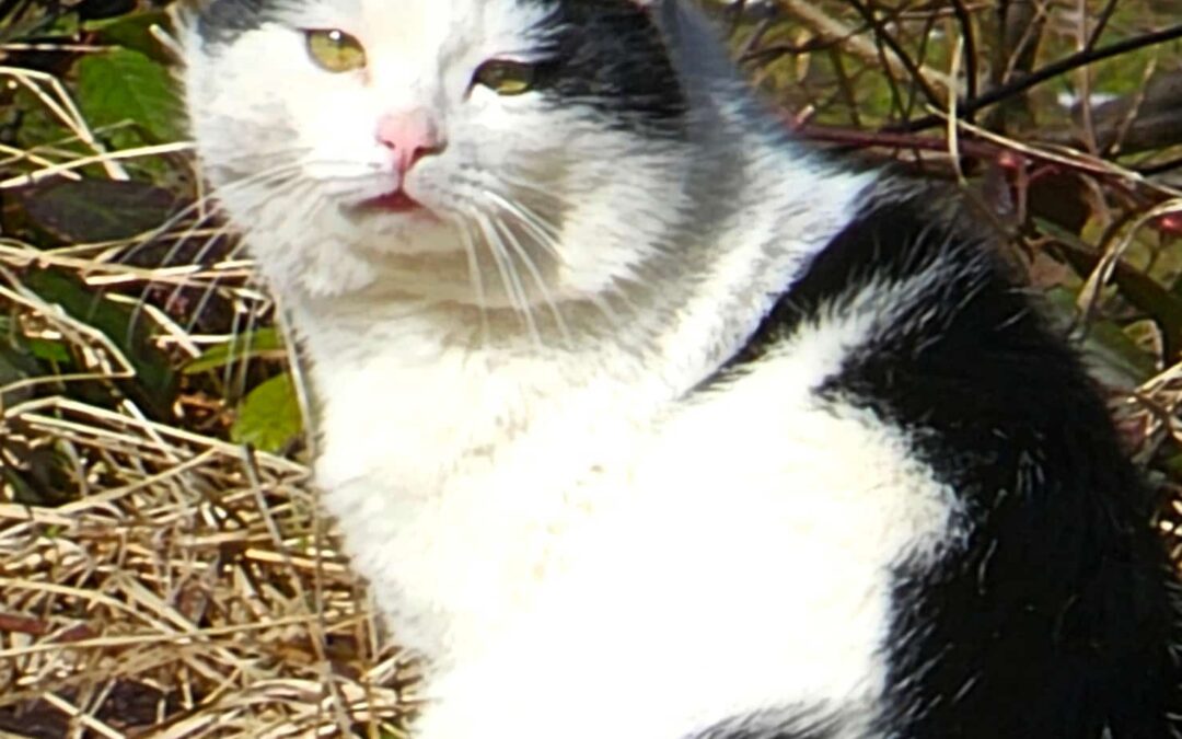 Sichtung Katze, Hinterthiersee (07/2026)