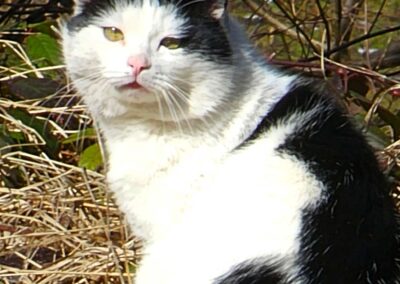 Sichtung Katze, Hinterthiersee (07/2026)