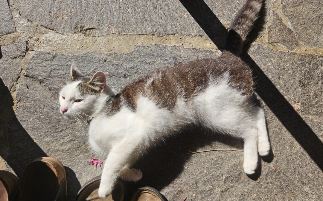 Fundtier Katze, Hopfgarten  (07/2026)