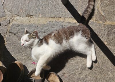Fundtier Katze, Hopfgarten  (07/2026)
