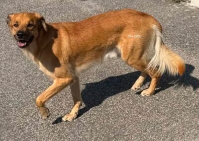 Fundtier Hund, Imst (07/2026)